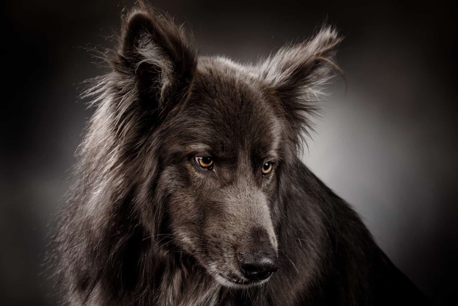Portrait of a Blue bay Shepherd on a dark grey background