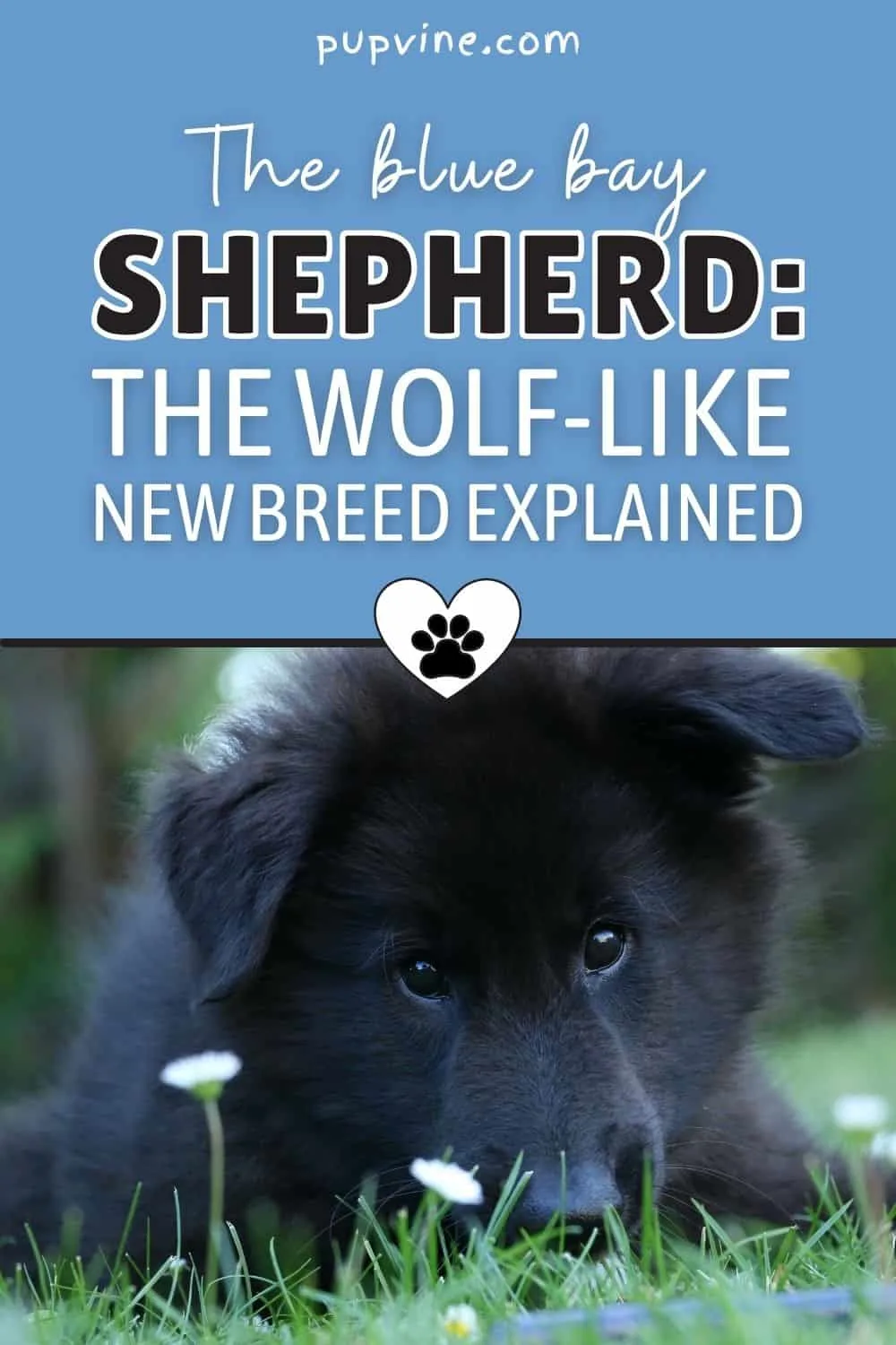 The Blue Bay Shepherd: The Wolf-Like New Breed Explained