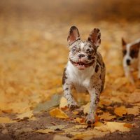 cute blue merle bulldog running in the park