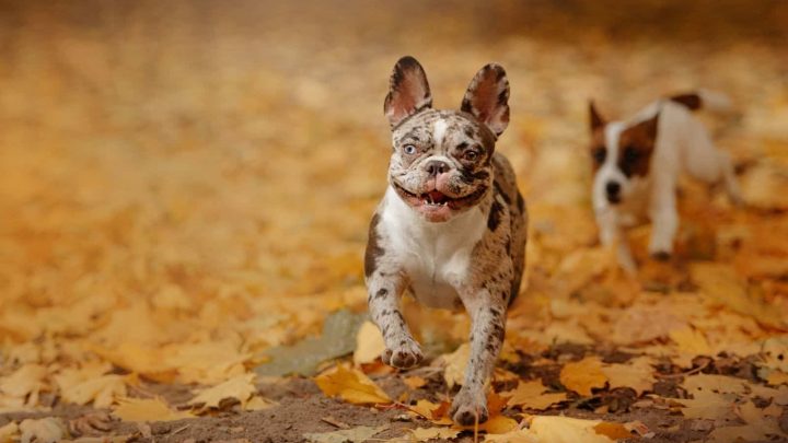 The Blue Merle Bulldog: The French And English Edition