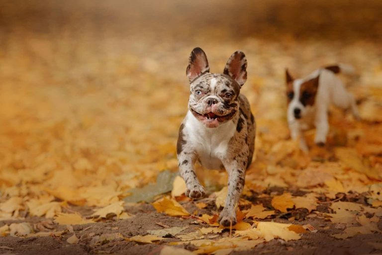 cute blue merle bulldog running in the park