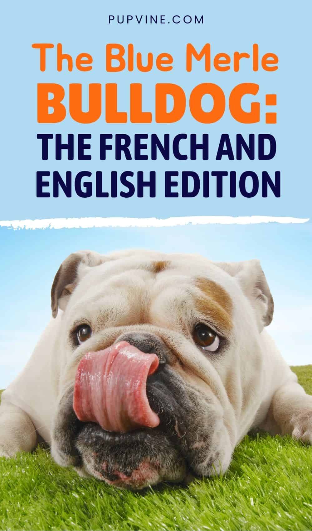 The Blue Merle Bulldog The French And English Edition