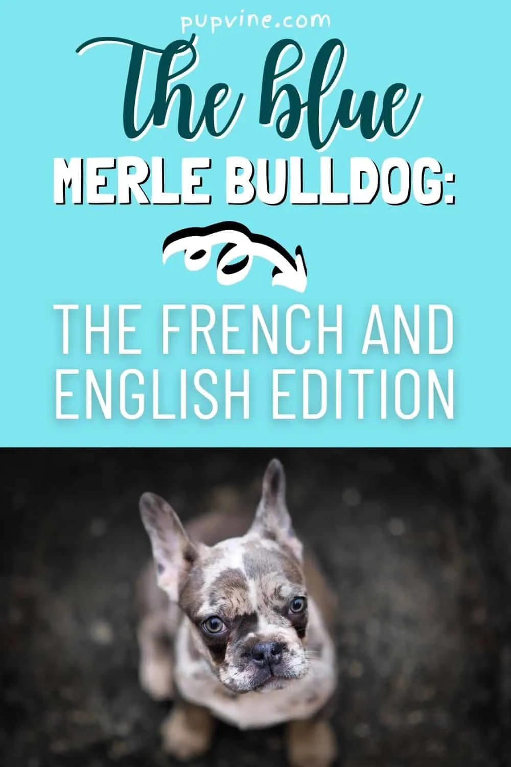 The Blue Merle Bulldog: The French And English Edition