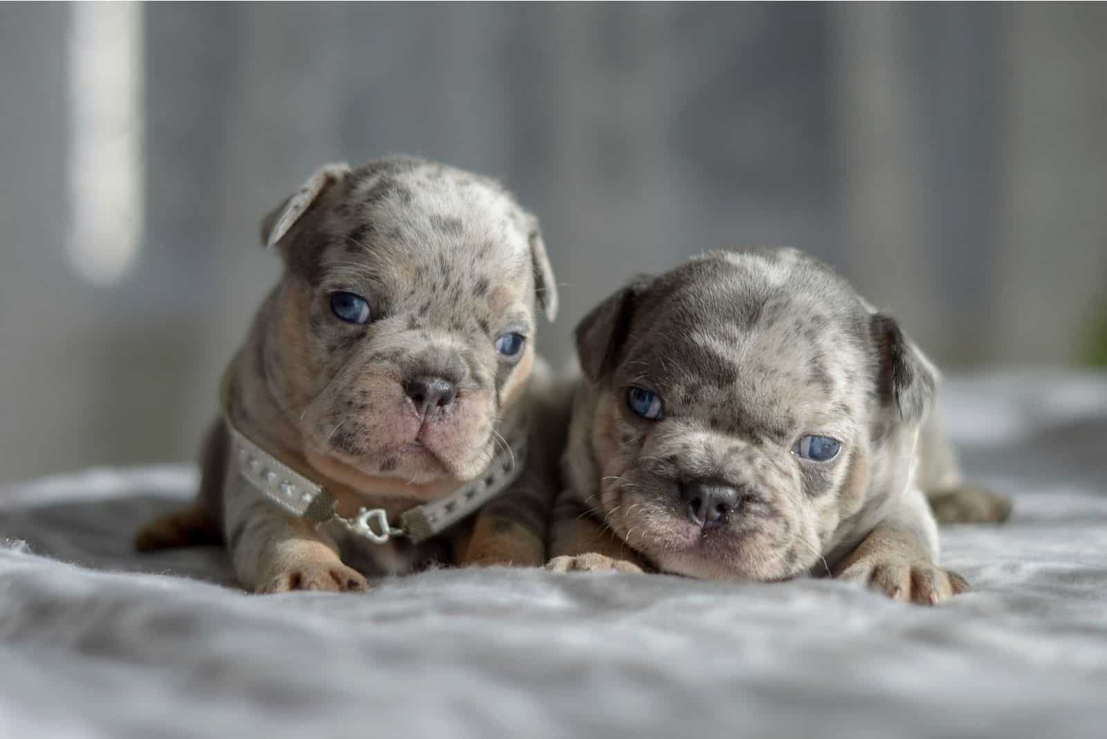 blue merle bulldog puppy price