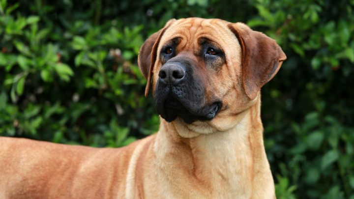 The Bullmastiff –  German Shepherd Mix: Need-To-Know Facts