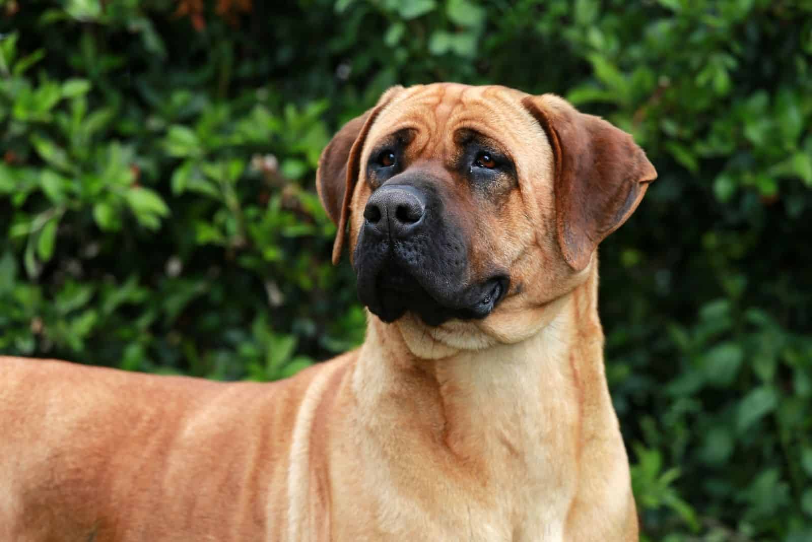 a tan bullmastiff german shepherd mix standing outdoors with green plants at the background