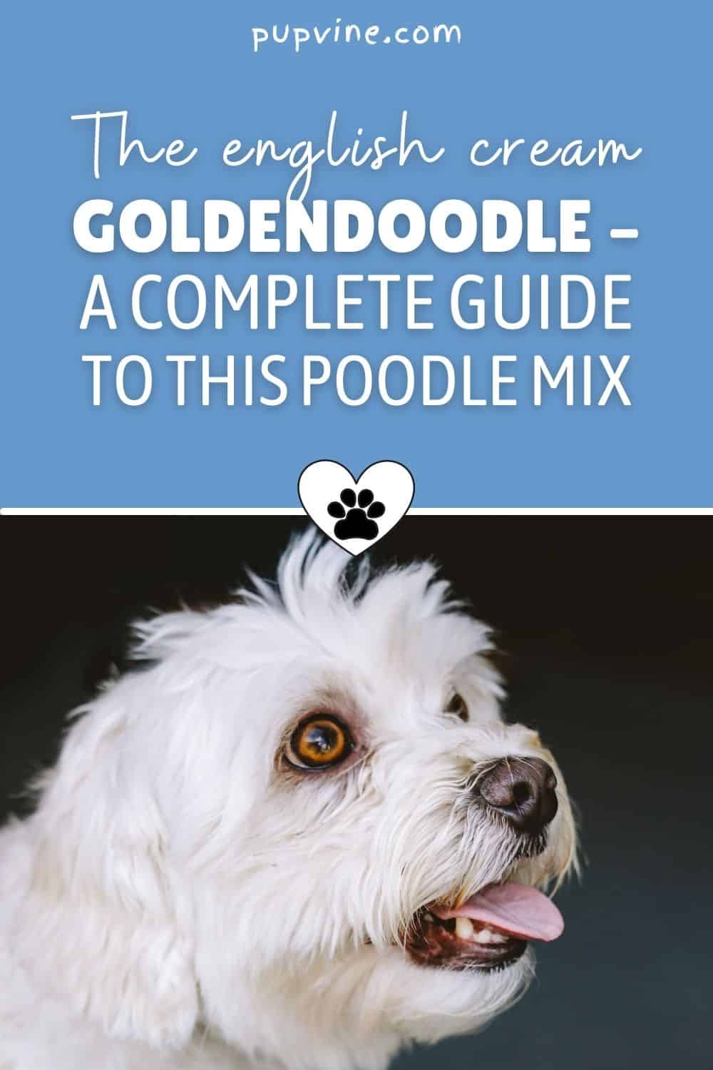 The English Cream Goldendoodle – A Complete Guide To This Poodle Mix