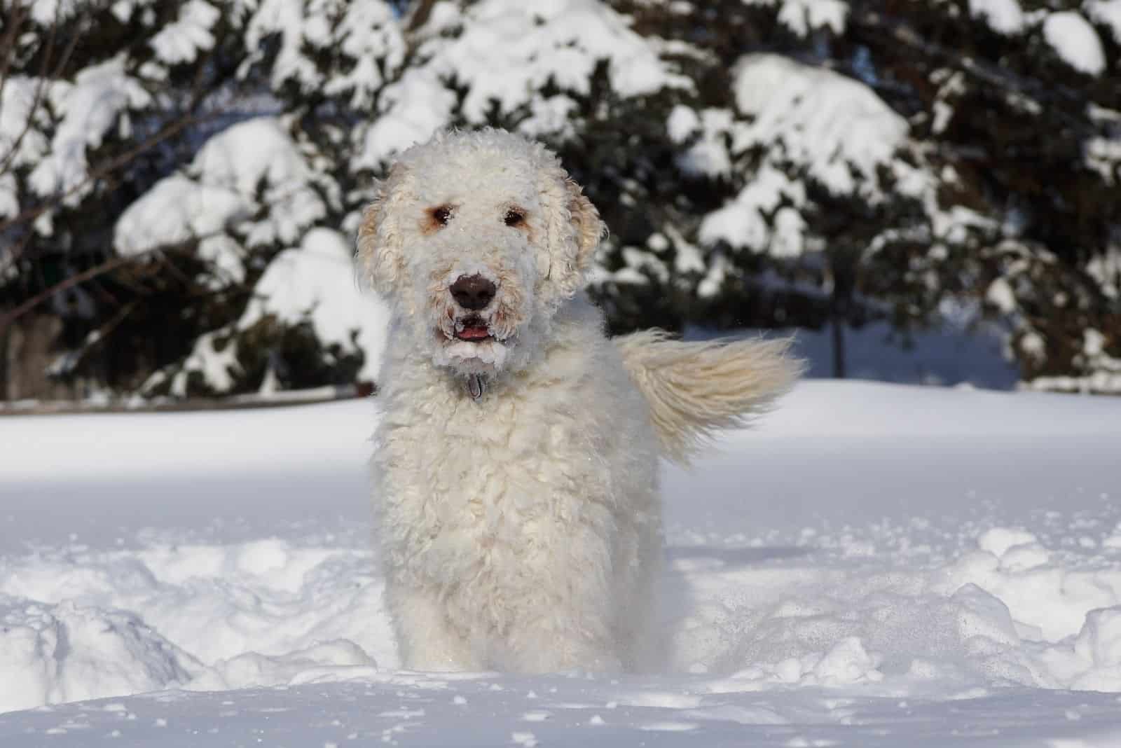 english cream goldendoodle standing in the winter snow outdoors
