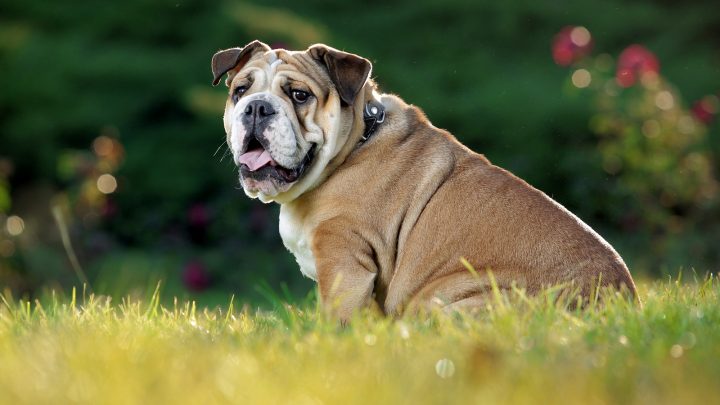 The Lilac English Bulldog: What Are They And How Do You Get One?