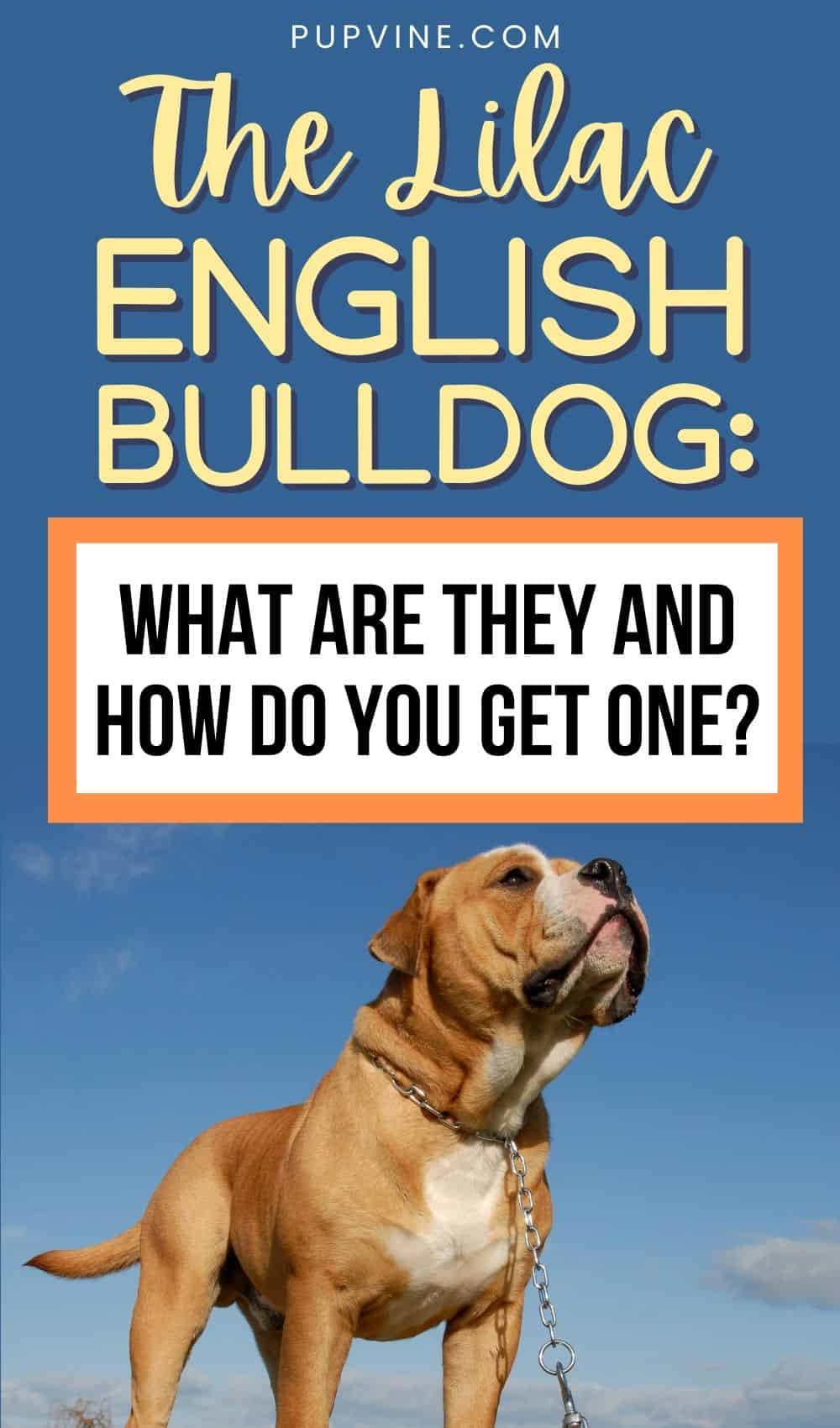 The Lilac English Bulldog What Are They And How Do You Get One