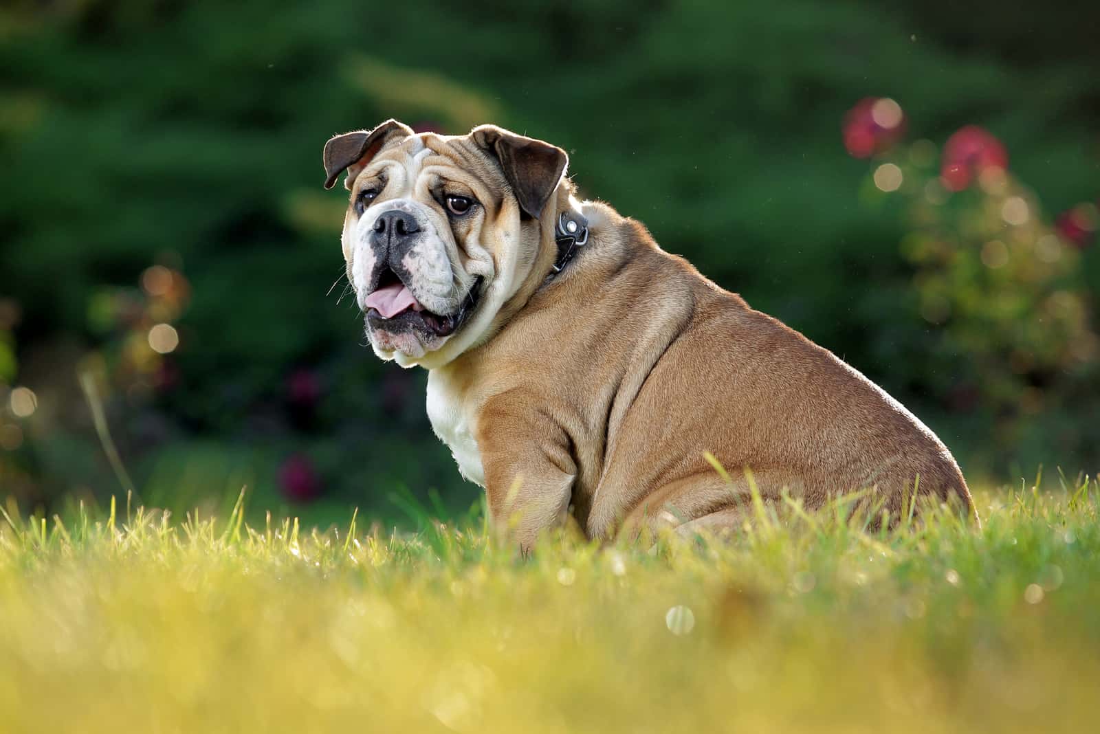 an English bulldog sitting in the grass