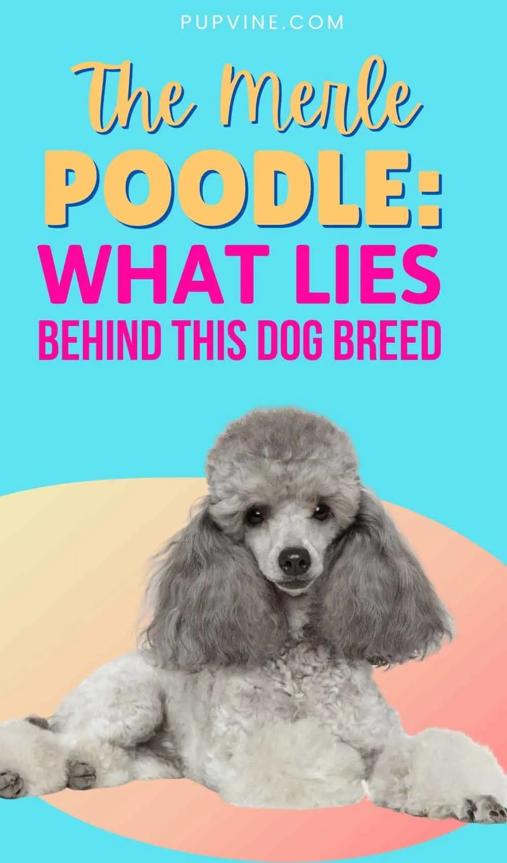 The Merle Poodle: What Lies Behind This Dog Breed