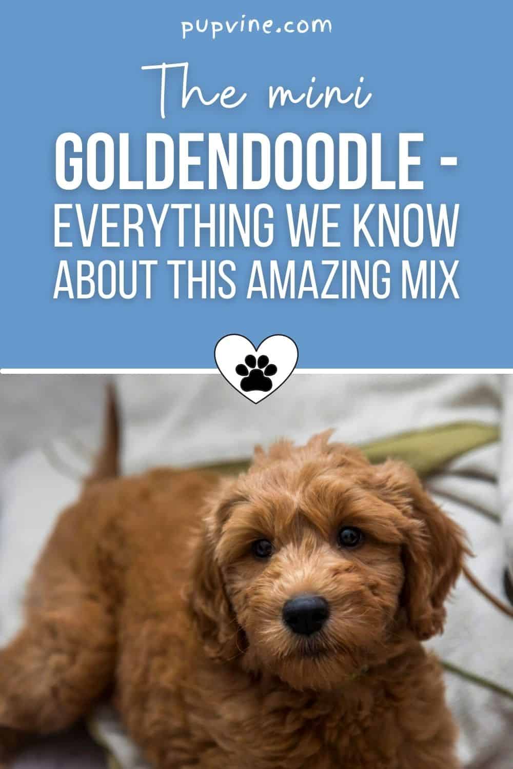 Do Goldendoodles Shed? Are These Dogs Really Hypoallergenic?