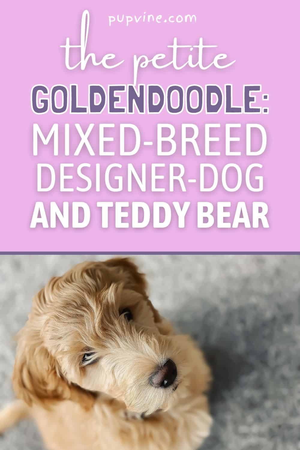 The Petite Goldendoodle: Mixed-Breed Designer-Dog And Teddy Bear!