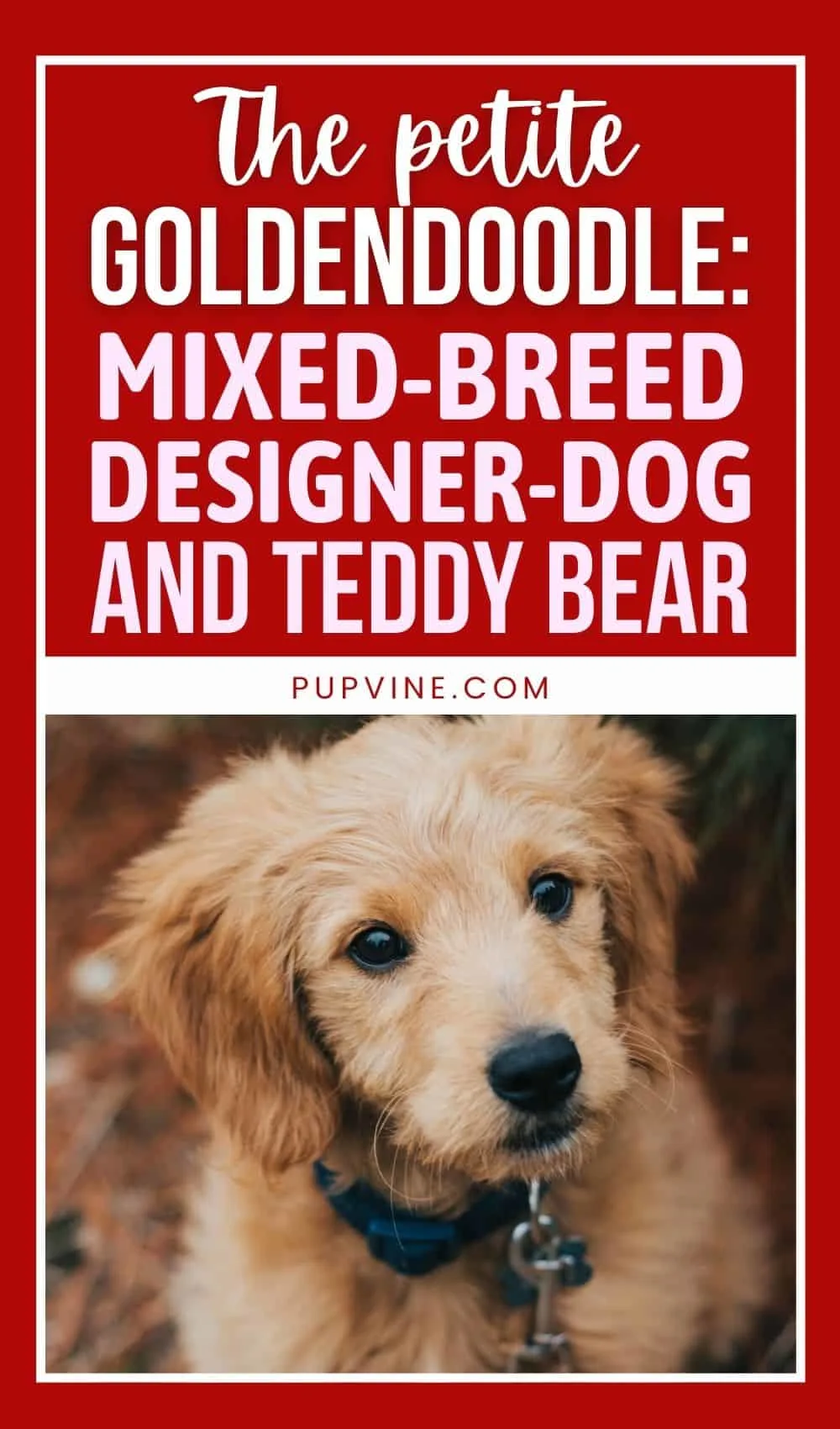 The Petite Goldendoodle Mixed-Breed Designer-Dog And Teddy Bear!