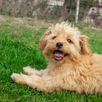 Mini Goldendoodle puppy lying on a green lawn