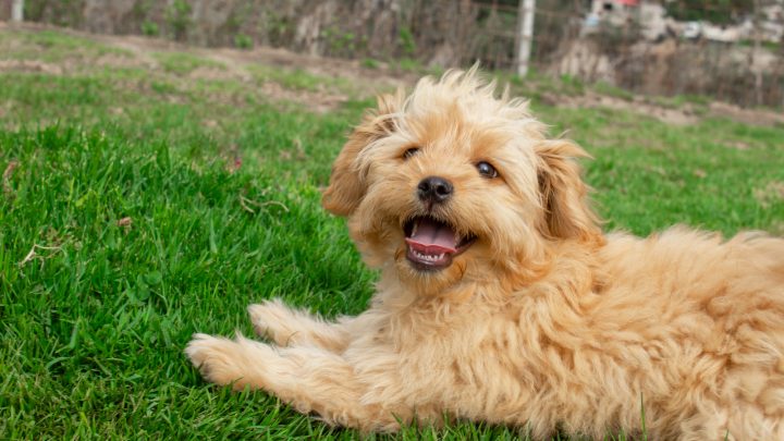 The Petite Goldendoodle: A Glimpse Of This Adorable Hybrid
