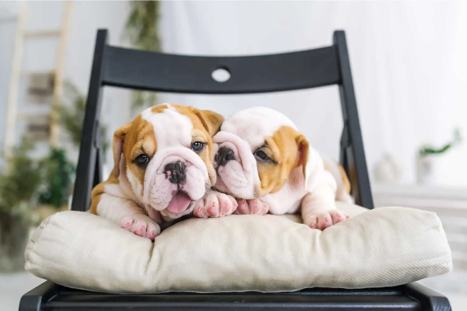 Two puppies of a bulldog lying on a chair