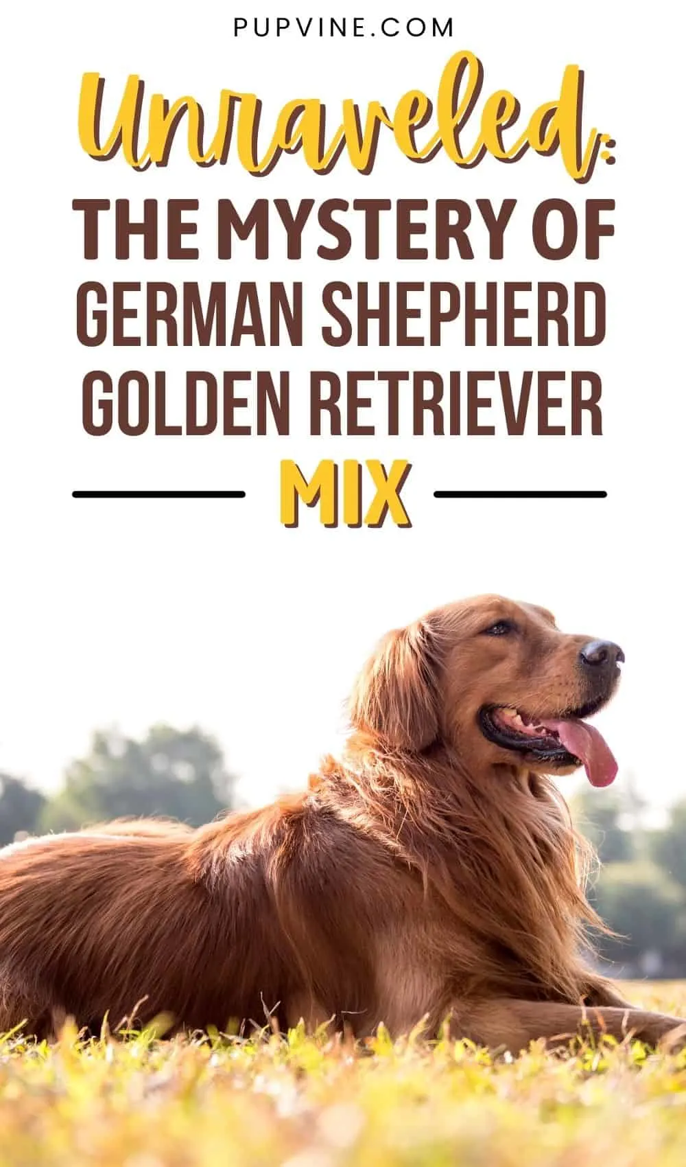 Unraveled The Mystery Of German Shepherd Golden Retriever Mix