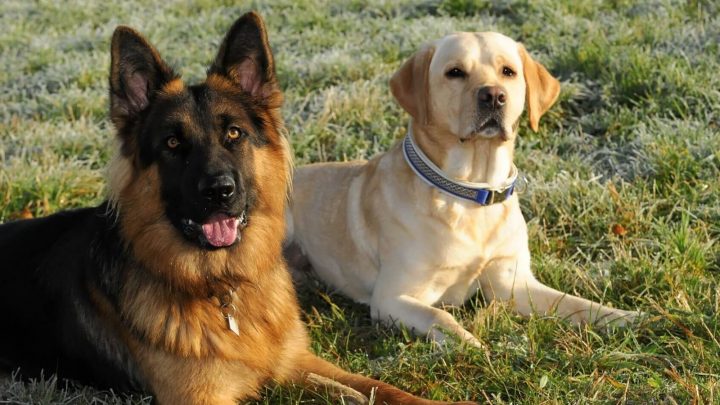 German Shepherd Golden Retriever Mix: Perks Of This Hybrid