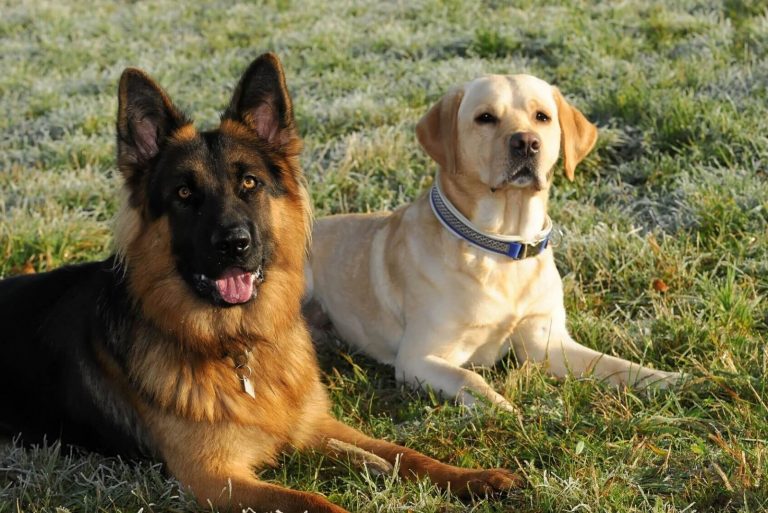 a German Shepherd and a Retriever lie on the grass
