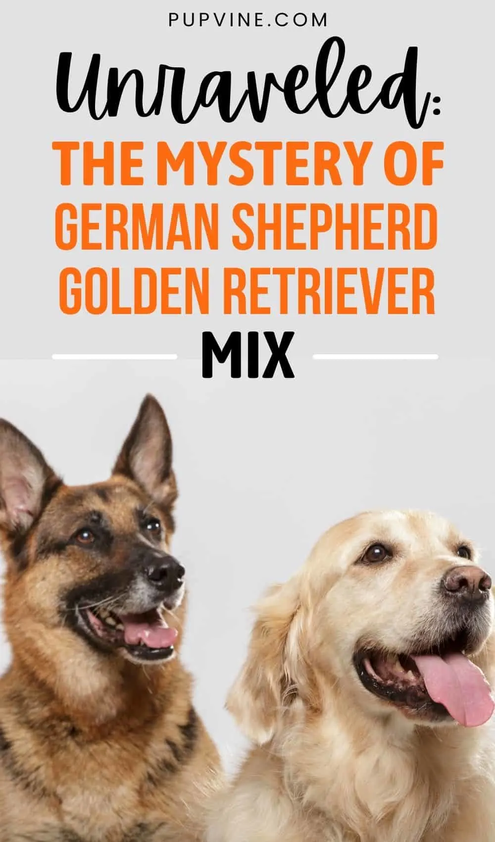 Unraveled: The Mystery Of German Shepherd Golden Retriever Mix