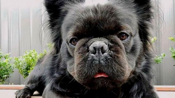 What Is A Long Haired French Bulldog, And How Do You Take Care Of One?