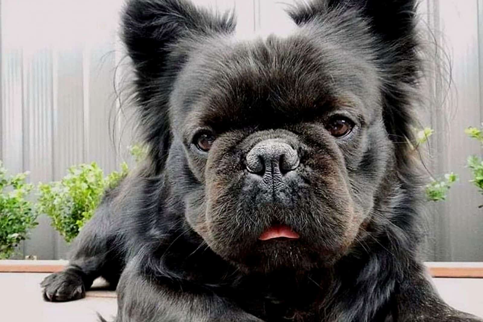 a black long-haired French bulldog