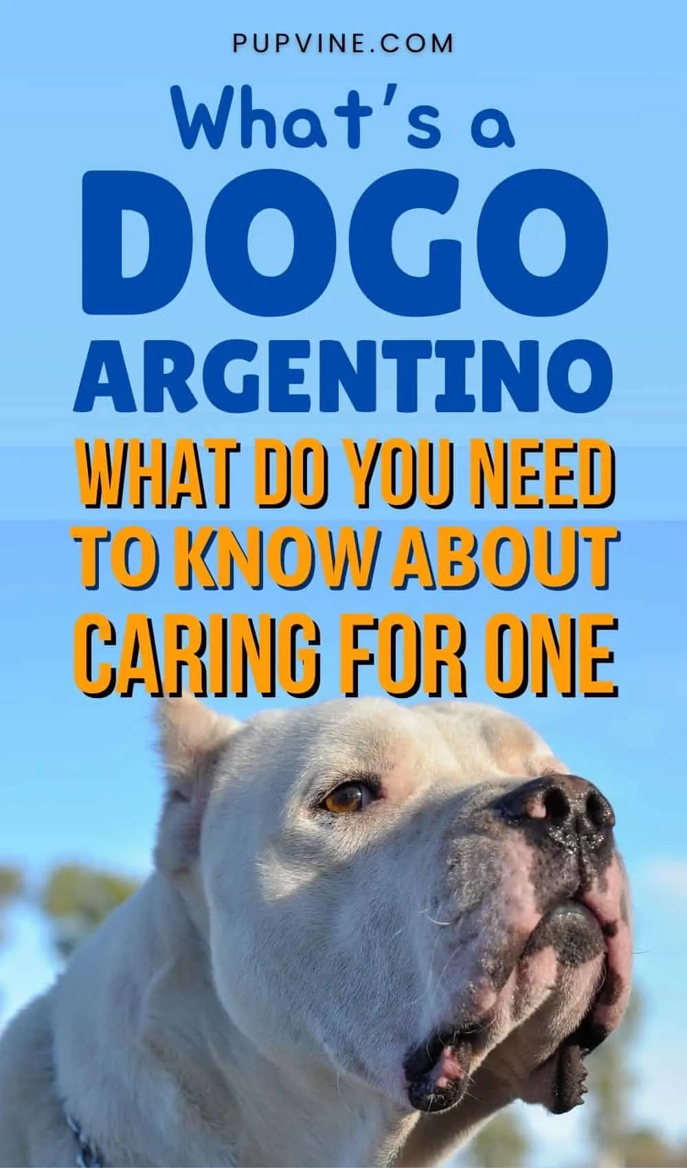 What’s A Dogo Argentino And What Do You Need To Know About Caring For One