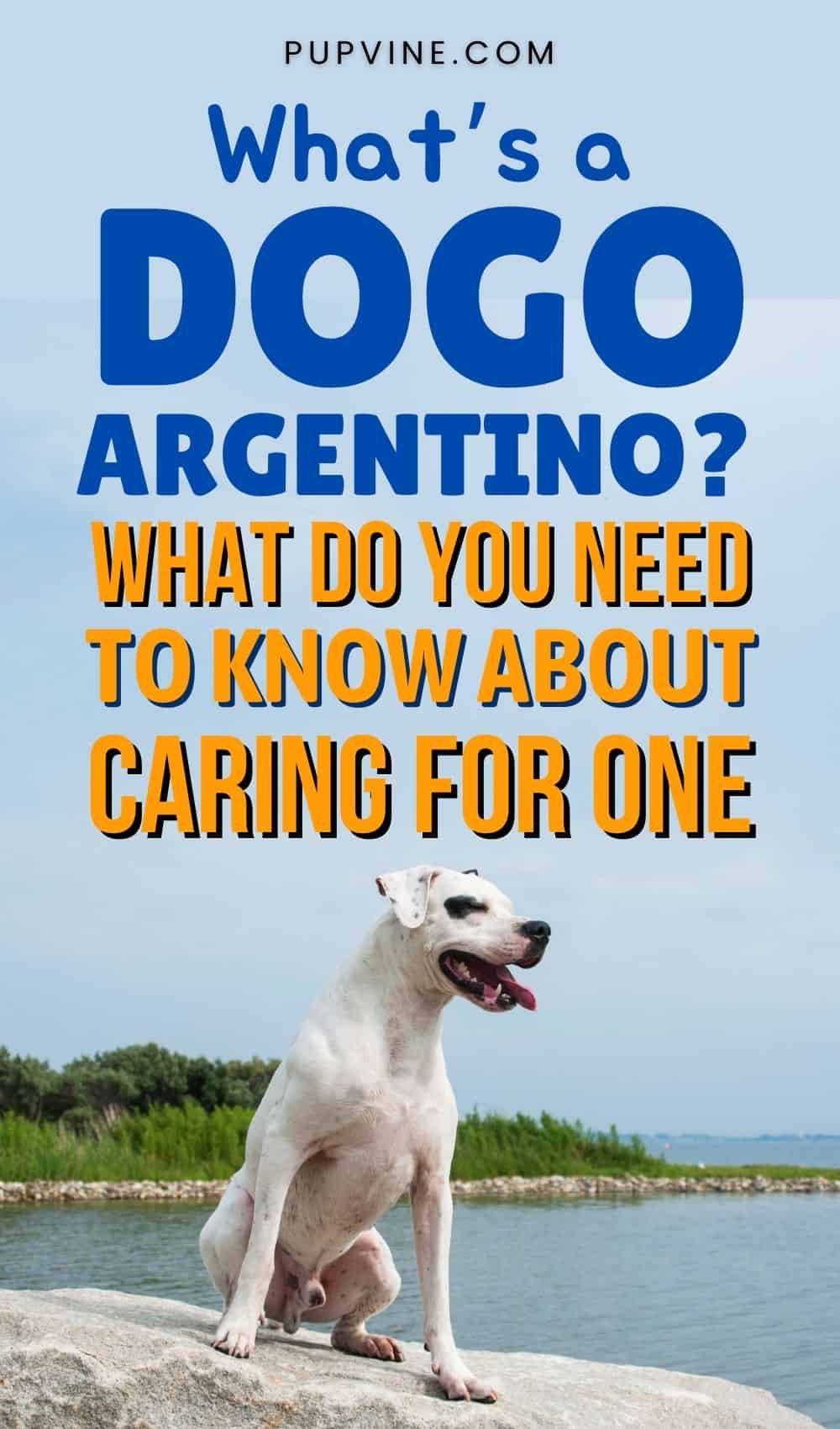 What’s A Dogo Argentino And What Do You Need To Know About Caring For One