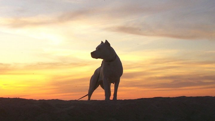 What Is A Dogo Argentino And How To Take Good Care Of It?