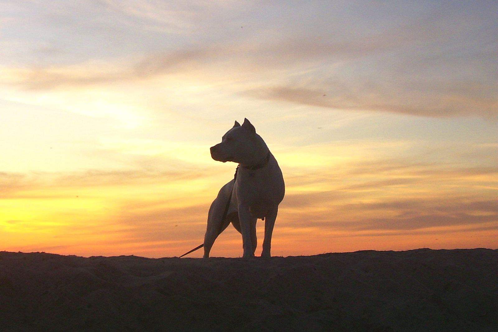 dogo argentino stands outside at sunset