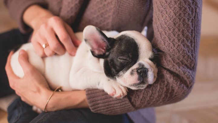 When Do Puppies Get Easier? A Guide For New Puppy Owners