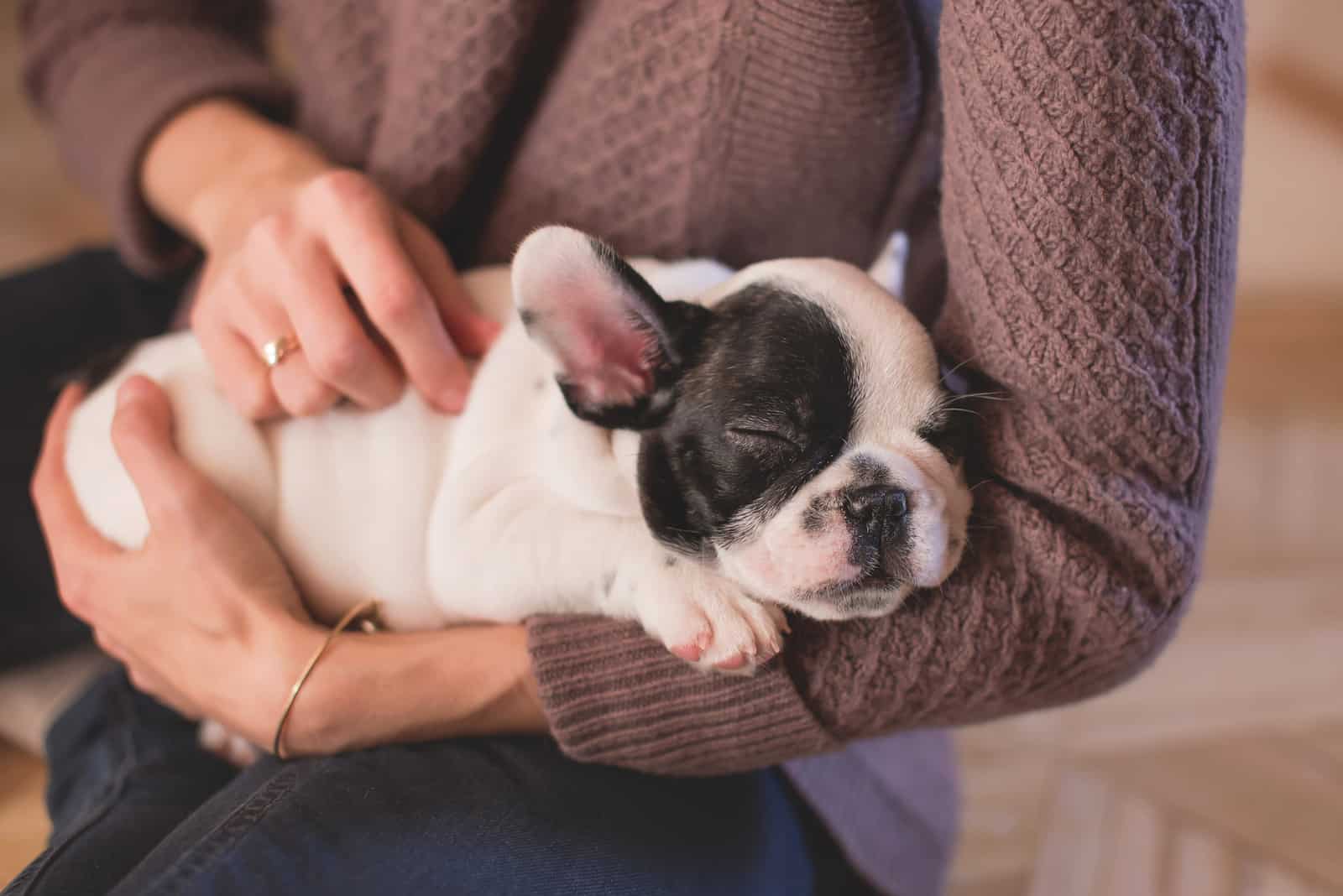 cute puppy lying in woman hands