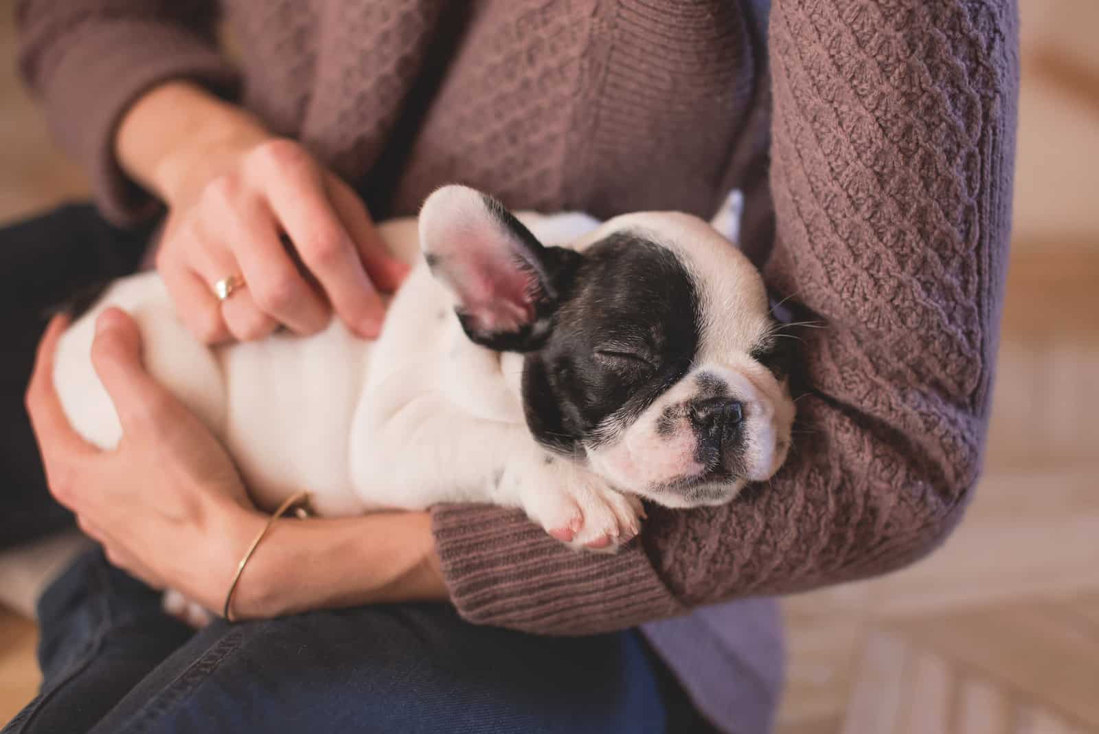 When Do Puppies Get Easier? A Guide For New Puppy Owners