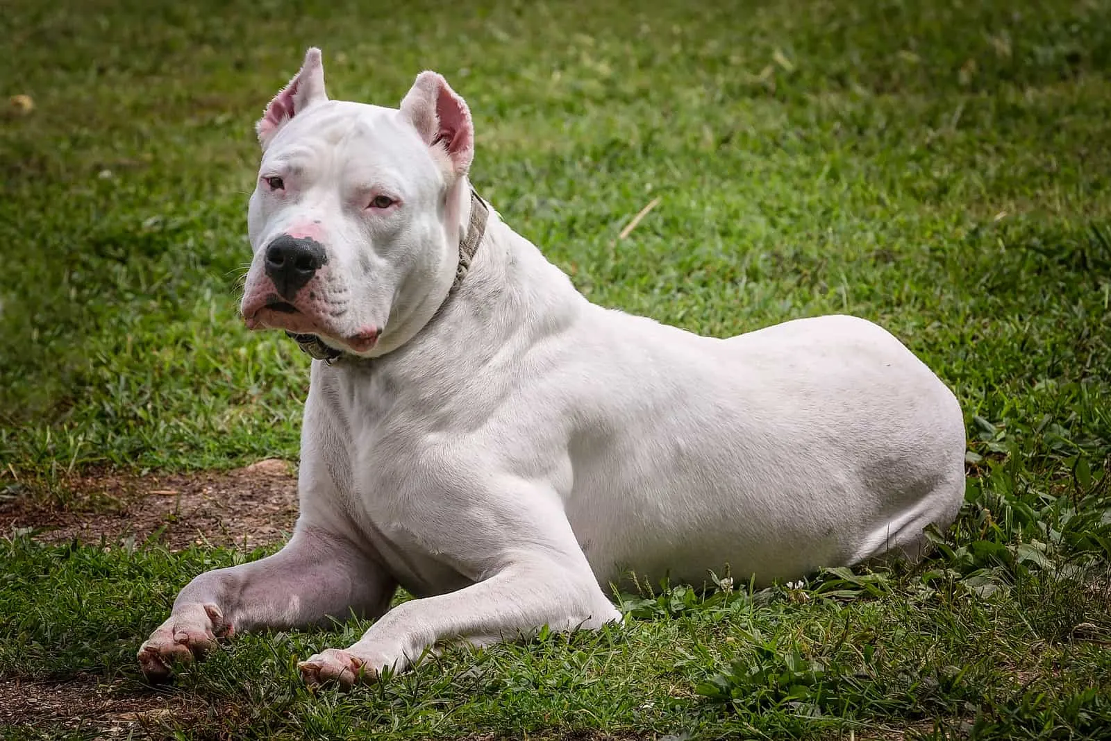 White Dogo Argentino is lying on the grass