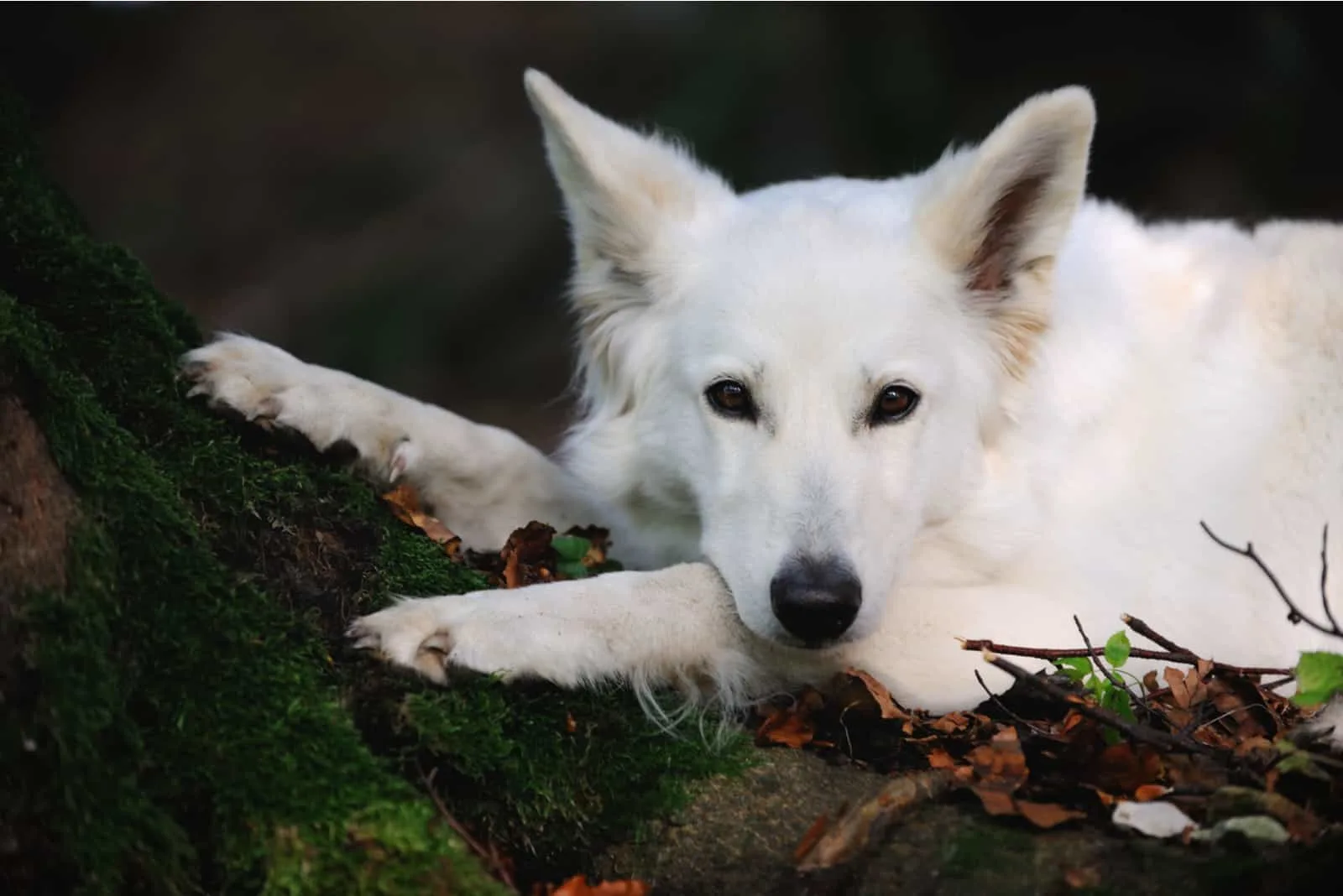 White Swiss Shepherd Dog lies in a forest on a tree