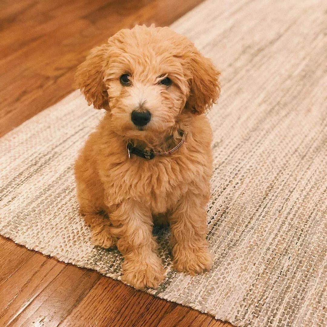 Whoodle Puppie sitting on the carpet in house