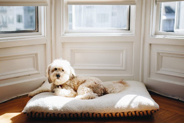Whoodle Puppies is lying on his pillow