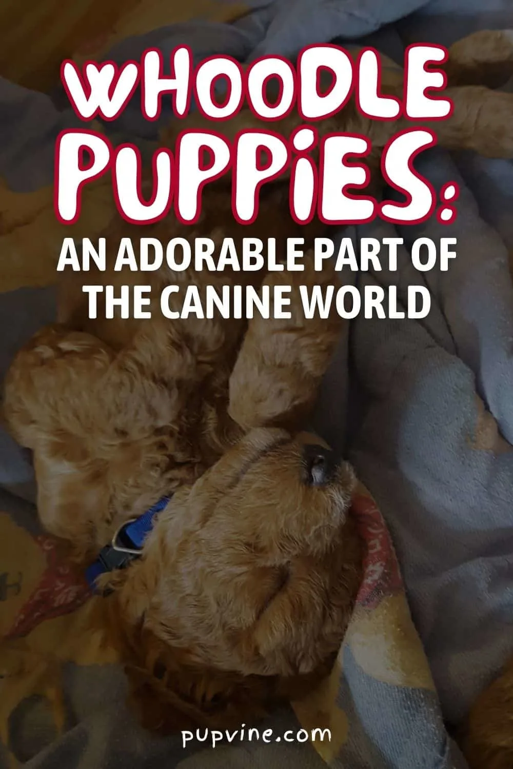 Whoodle Puppies: An Adorable Part Of The Canine World
