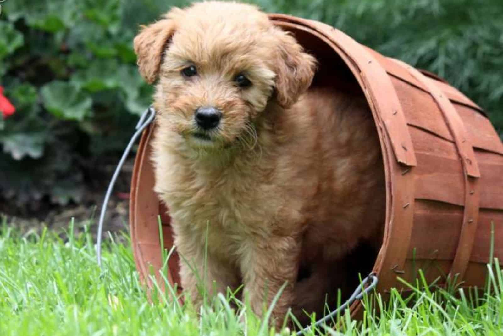 Whoodle Puppy is standing in a bucket