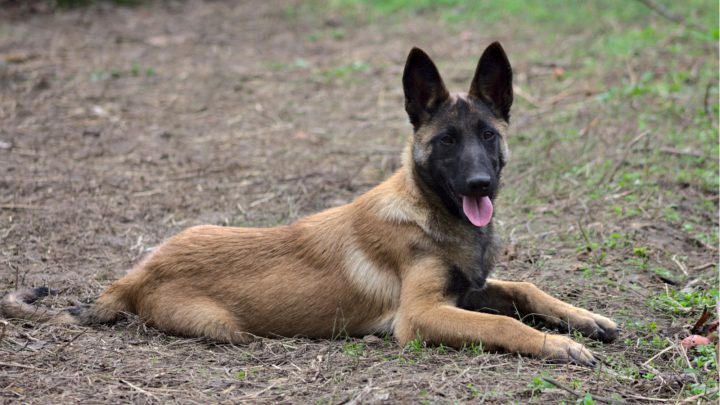 Why Is My Puppy Breathing So Fast? Rapid Breathing Explained