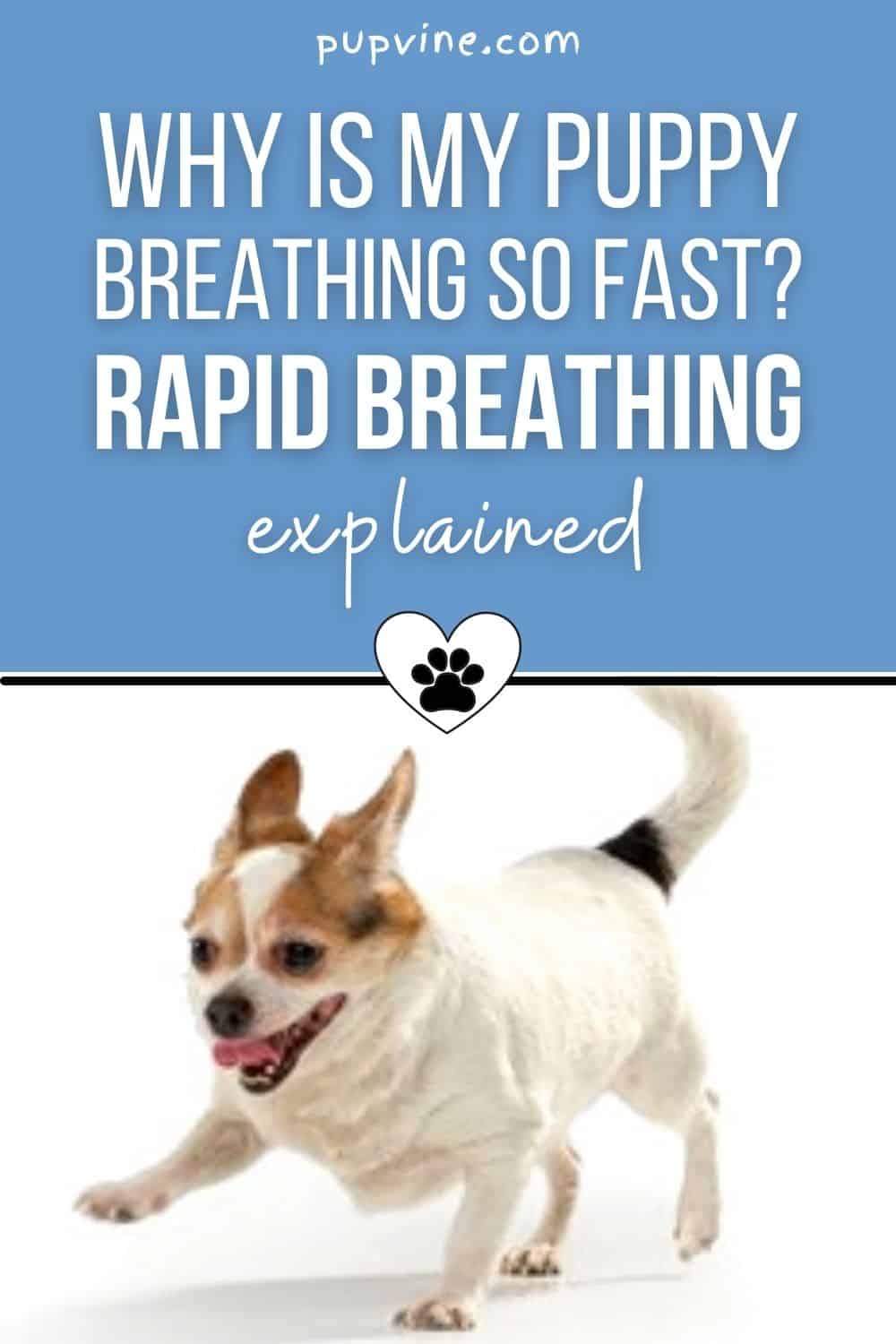 Why Is My Puppy Breathing So Fast? Rapid Breathing Explained