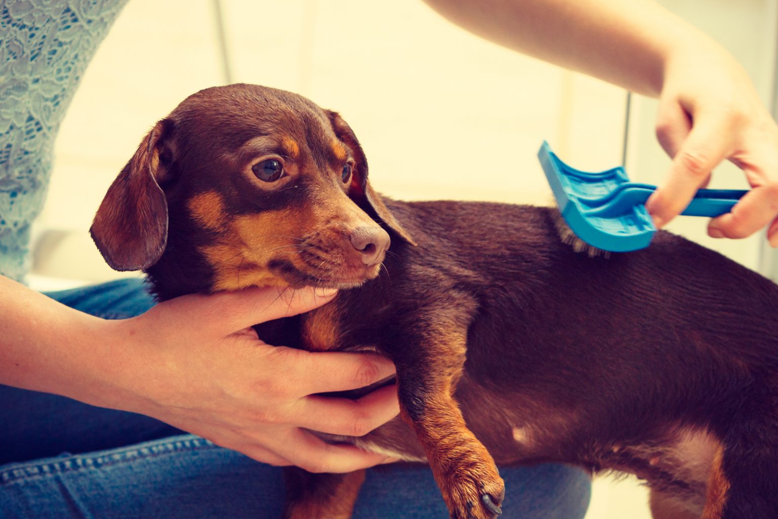 How Much Do Dachshunds Shed? Grooming And Care Overview