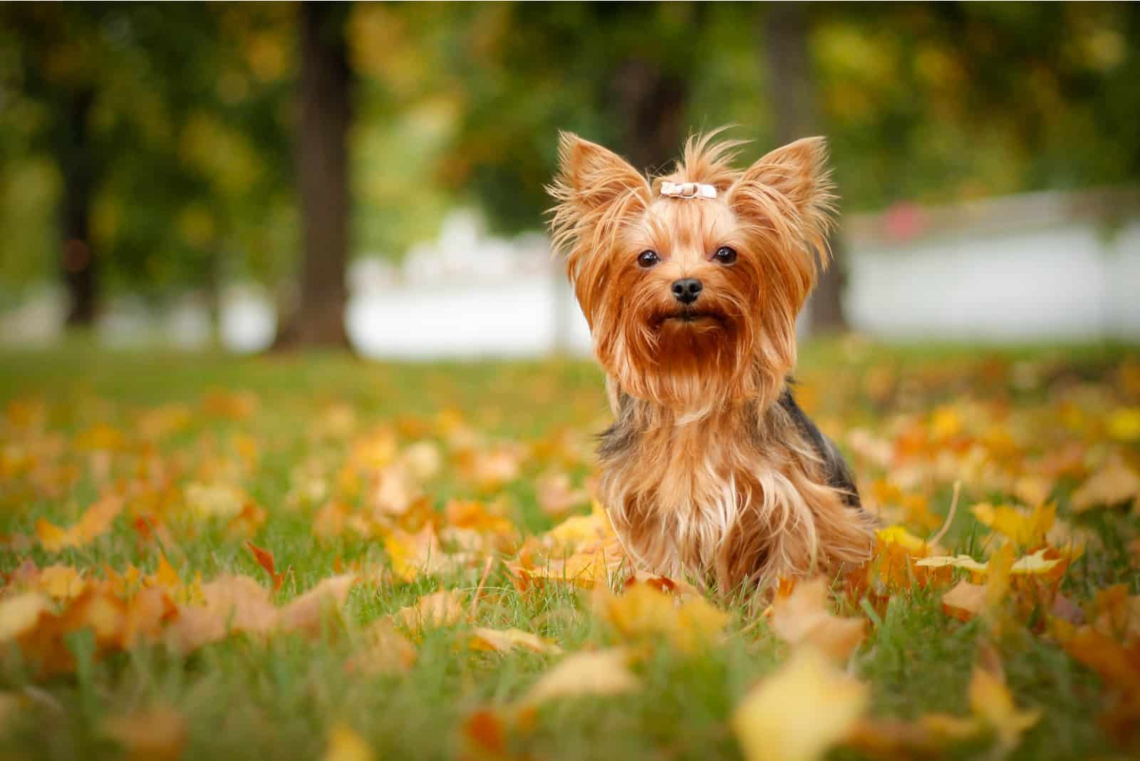Yorkshire Terrier puppy portrait on grass