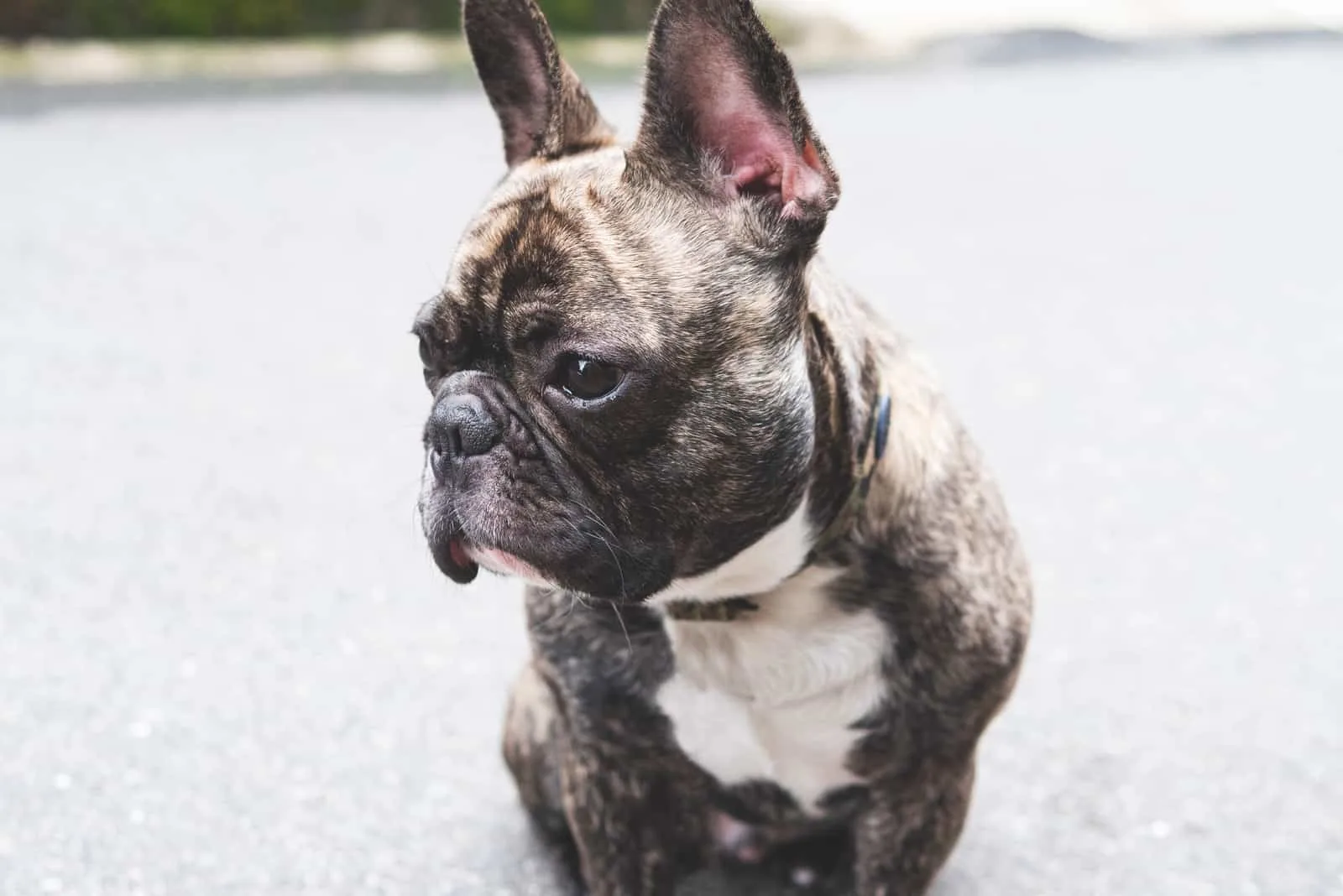 Young brindle French bulldog sitting at roadside and look away