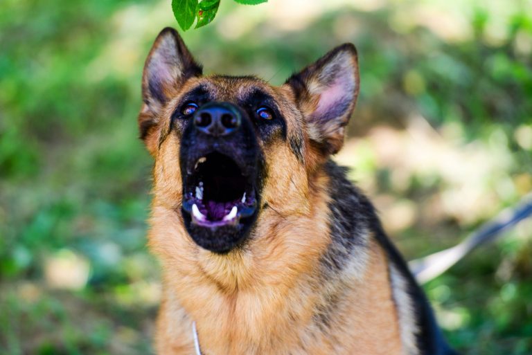 A German Shepherd Barking A Perfect Guide to Train Your GSD