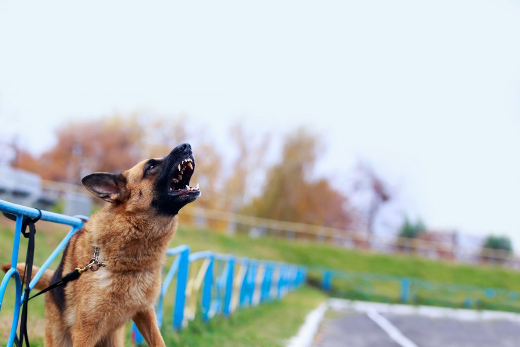 A German Shepherd Barking A Perfect Guide to Train Your GSD