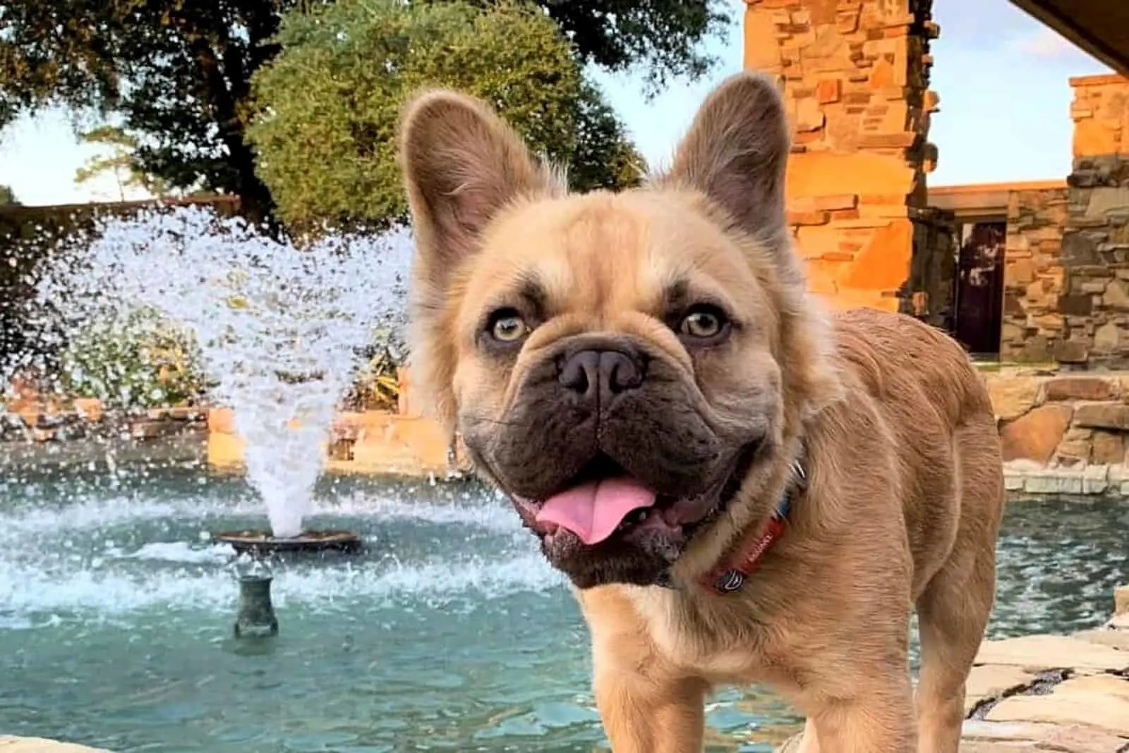 a beautiful brown long-haired French bulldog stands by the fountain