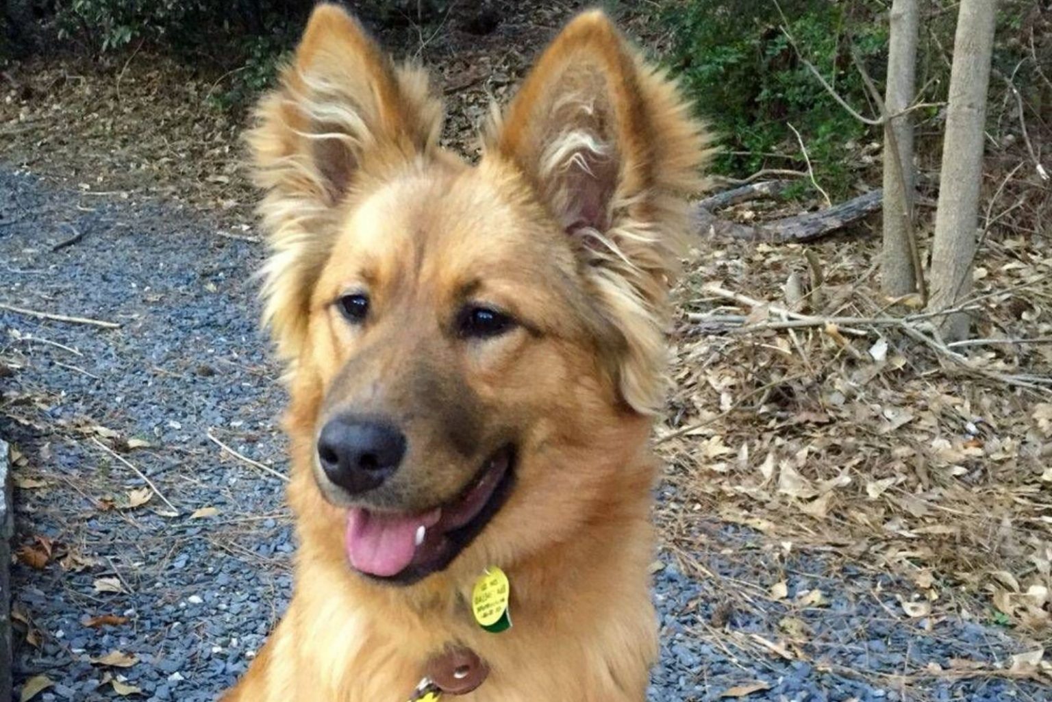 Unraveled: The Mystery Of German Shepherd Golden Retriever Mix